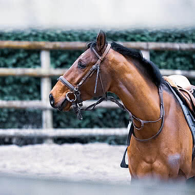 Horse-riding in Zillertal