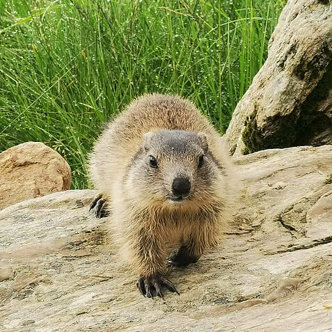 Marmot in Murmelland in Zillertal